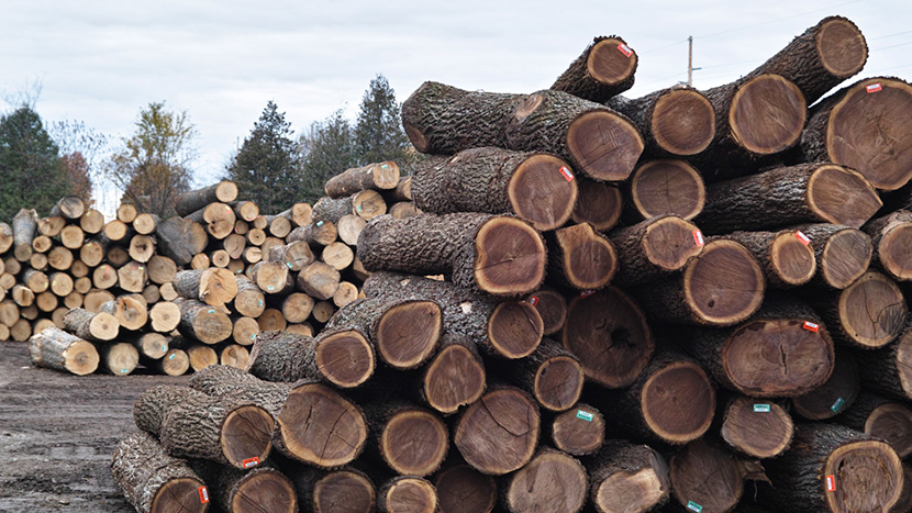 全米広葉樹製材協会のグレード基準FASグレード以上の品質のウォールナット イメージ